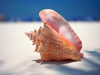 conch-shell-in-color